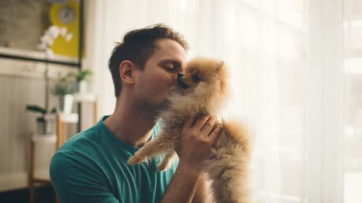 Pomeranian
