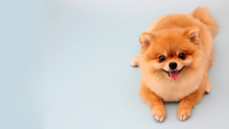 Pomeranian