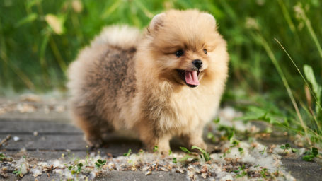 The Pomeranian is a proud, lively little dog. It is intelligent, eager to learn, very loyal to its handler and family.