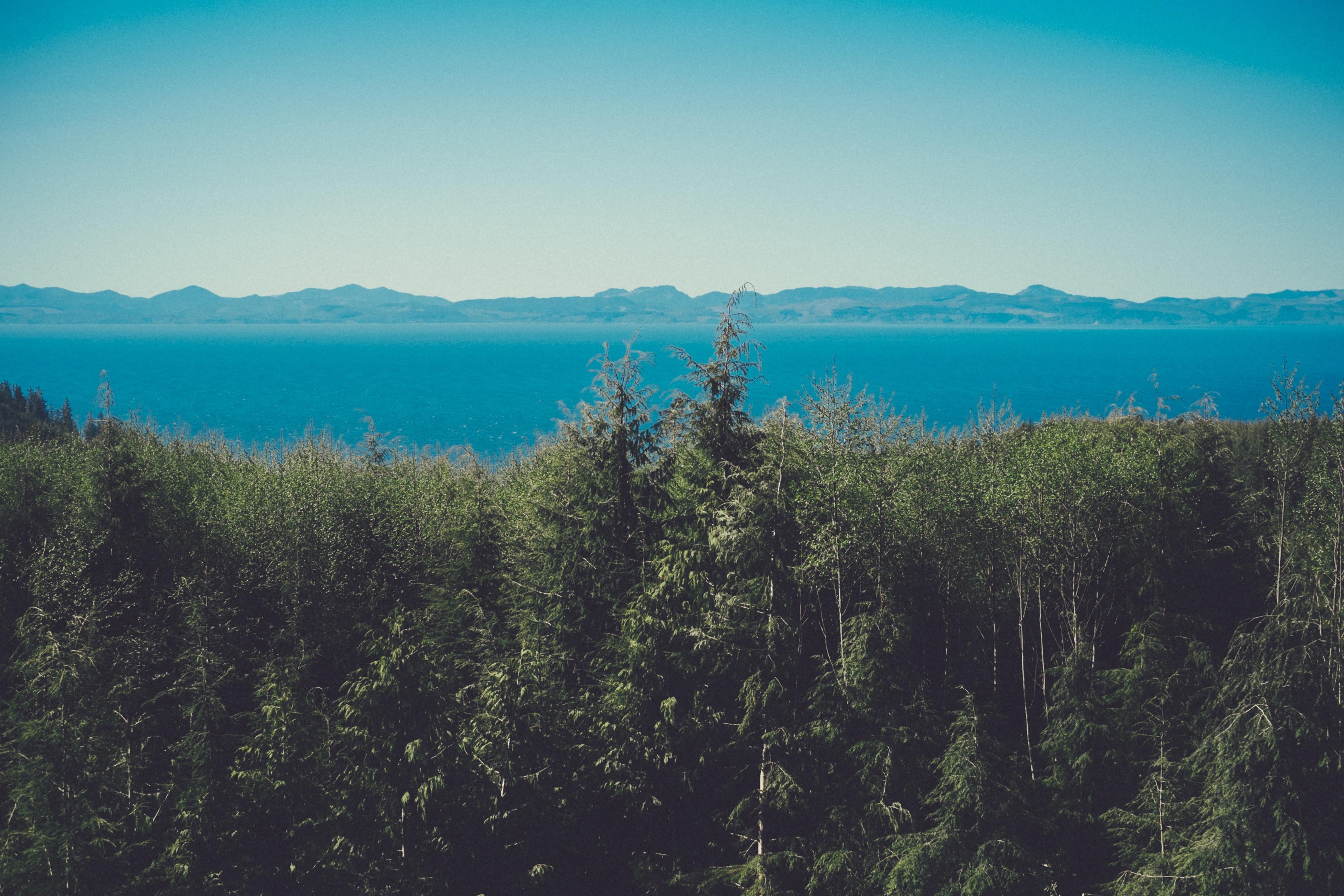 Forest