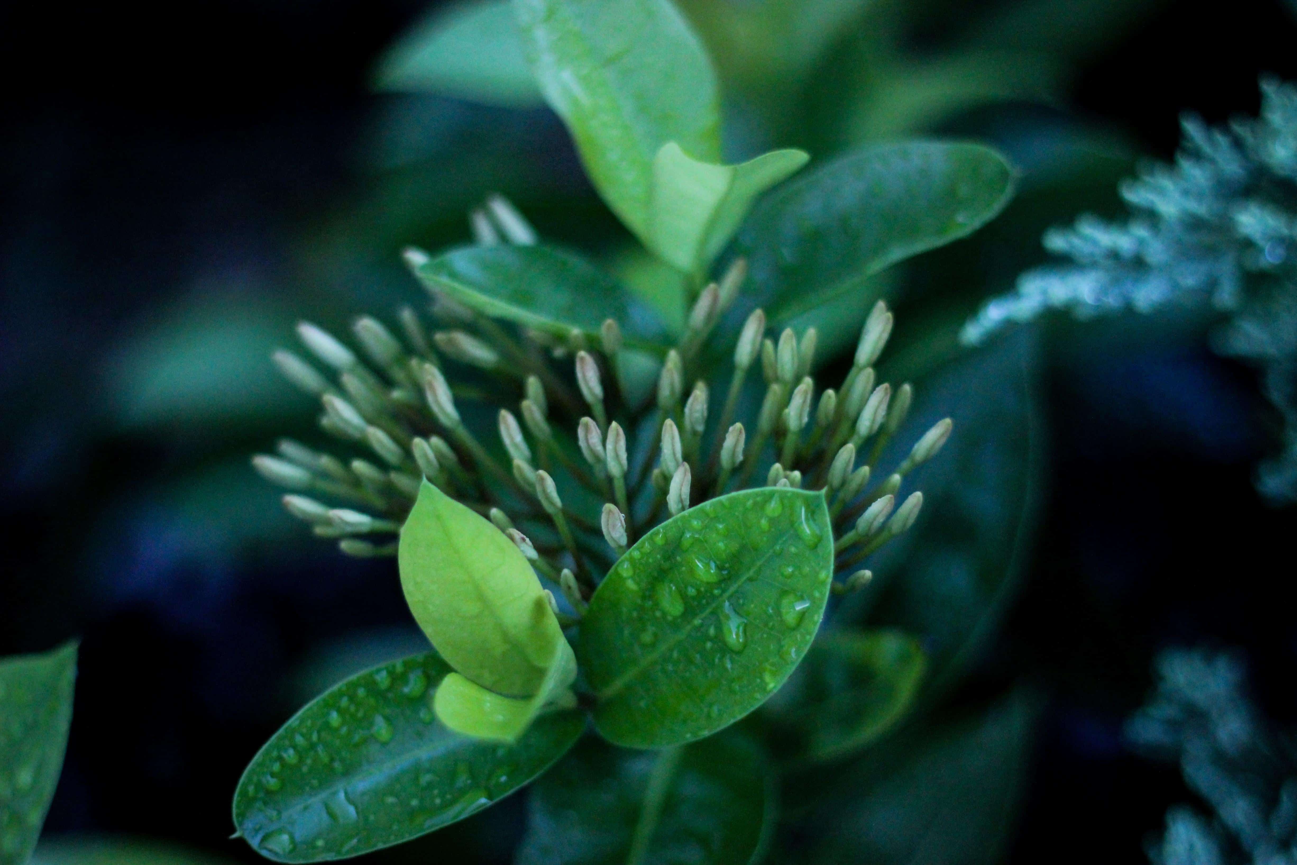 Green plant