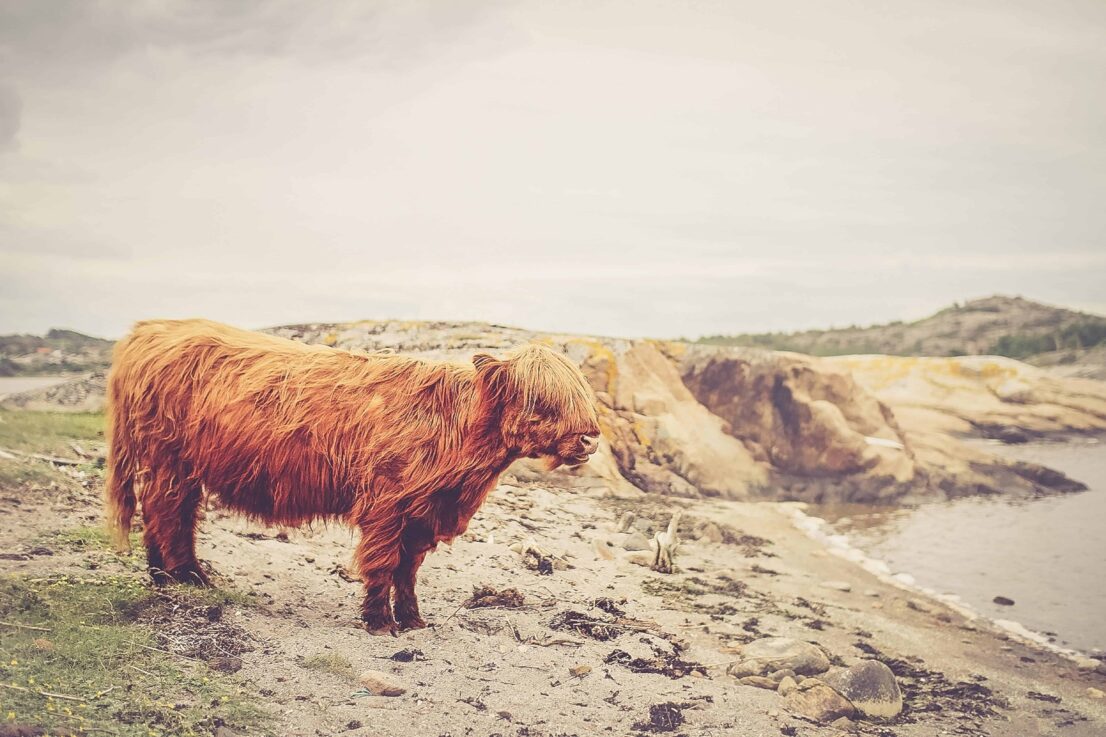 A shaggy, reddish-brown Highland cow stands on a rocky beach with a blurred coastal landscape in the background, featuring cliffs, water, and a distant hill under a cloudy sky.