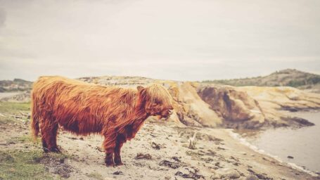 A shaggy, reddish-brown Highland cow stands on a rocky beach with a blurred coastal landscape in the background, featuring cliffs, water, and a distant hill under a cloudy sky.