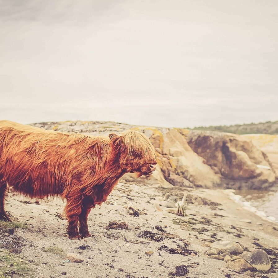 A shaggy, reddish-brown Highland cow stands on a rocky beach with a blurred coastal landscape in the background, featuring cliffs, water, and a distant hill under a cloudy sky.